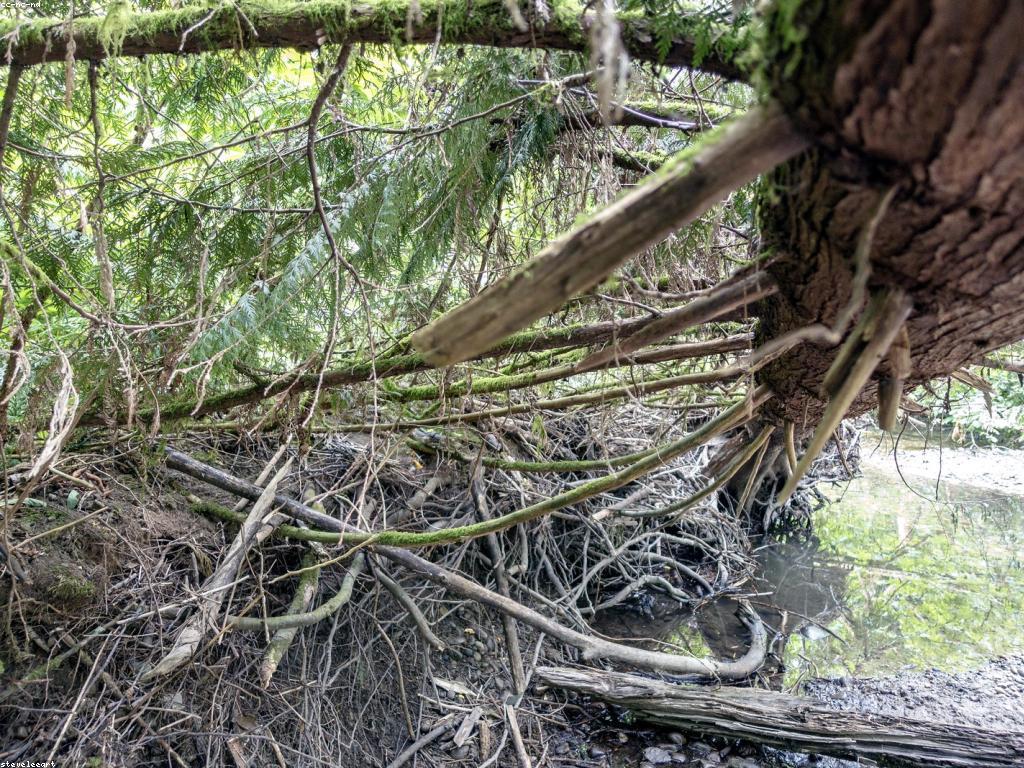 គំនិតច្នៃប្រឌិតសម្រាប់ការប្រកួតកម្សាន្ត